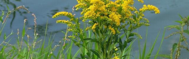 В Тарту протестируют новый способ борьбы с инвазивными растениями