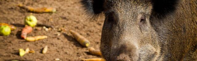 Три производителя продадут государству до полумиллиона консервов из мяса кабана