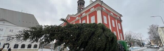 В Нарве установили елку на Ратушной площади