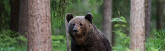 КАРТА | Осторожно! Рядом с популярными местами для прогулок в Саку разгуливает медведь