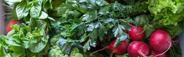 Топ-5 самой полезной зелени для организма человека, для мужчин, женщин: список