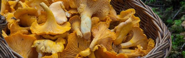 Специалисты: этим летом в лесах Эстонии необычно много грибов