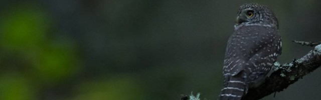 В выходные дни фотографы-натуралисты устроят охоту за лучшими кадрами