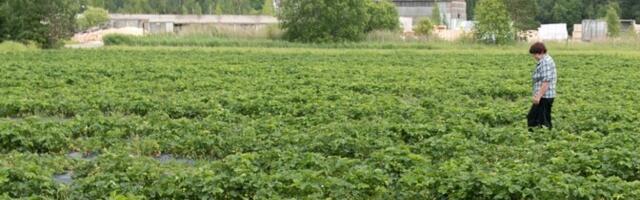 Предприятия Юго-Восточной Эстонии начали искать сезонных работников
