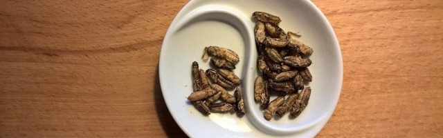 В Эстонии разрешили выращивать и продавать для употребления в пищу насекомых