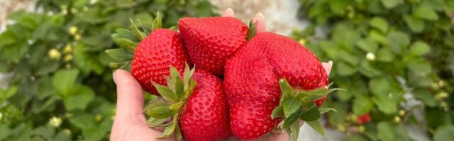 На прилавках появилась первая местная клубника — это сразу видно по цене 