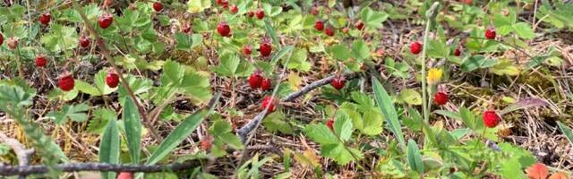 Лесные ягоды в этом году поспеют позже обычного