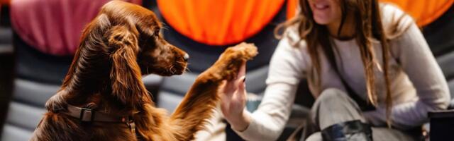 В Apollo Kino Solaris пройдет киносеанс, куда можно прийти с собакой