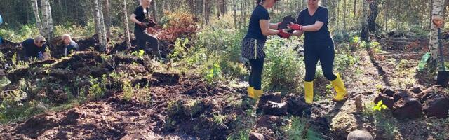Более сотни волонтёров помогли восстановить болото Пяэскюла