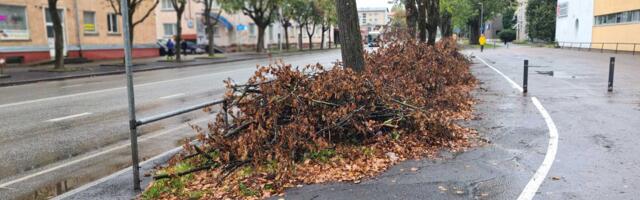 В Нарве вдоль Таллиннского шоссе навалены кучи веток. Чиновник объяснила, в чем тут дело