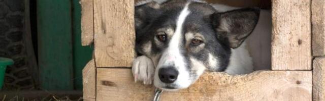 Не держите собаку на цепи