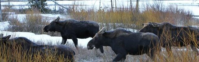 При столкновении с лосем пострадал водитель BMW