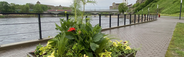 Нарва украшается цветами и расстается с прошлогодним мусором