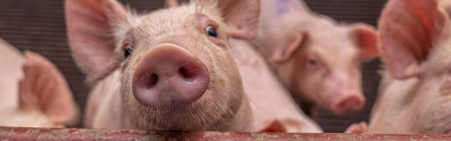 Американские хирурги впервые успешно пересадили почку свиньи человеку