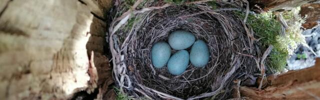 Департамент окружающей среды: в этом году покой гнездования не нарушался