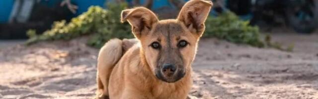 «Лишал ветеринарной помощи и ухода»: 45-летнего жителя Урсынова обвиняют в жестоком обращении со своей собакой — ему грозит до трех лет тюрьмы