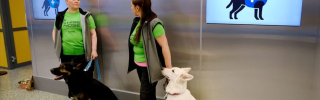 В аэропорту Хельсинки начнут использовать собак для распознавания больных COVID-19