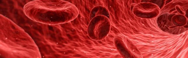 Правда ли, что совокупная длина всех кровеносных сосудов человека — 100 000 км?