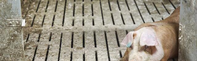 Власти объявили о завершении чрезвычайной ситуации из-за АЧС