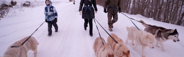 Хозяин 24 сибирских хаски: меня до сих пор удивляет, что они так дружелюбны
