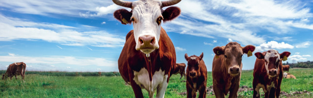 Мозг крупного рогатого скота уменьшился на четверть