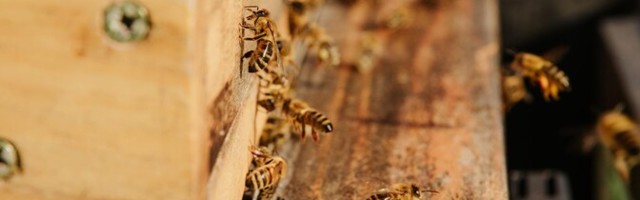 В Ляэнеском уезде украли пчелиные ульи