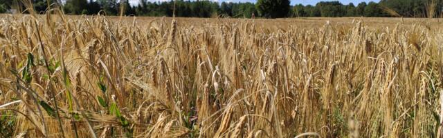 Финляндия примет участие в операции по перевозке украинского зерна