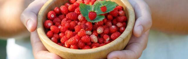 Земляника: польза и вред, калорийность, чем отличается от клубники