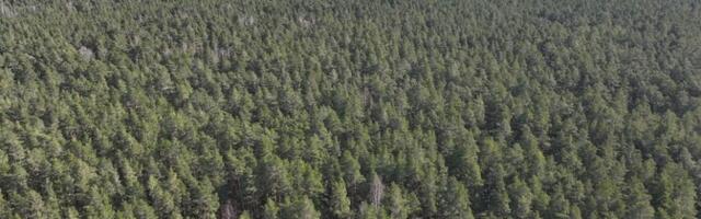 Министерство обещает дополнительно оценить запланированное заболачивание лесов в Пярнумаа