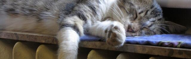 Производители тепла не ожидают роста тарифов в новом отопительном сезоне, скорее наоборот