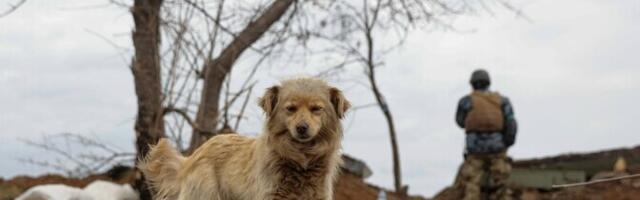 Исследование: обитающим на украинском фронте собакам ради выживания приходится деградировать