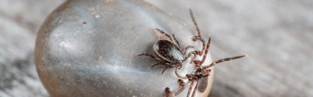 Клещи активизировались — пришло время сделать прививку