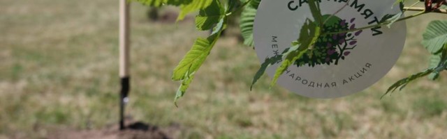 Участники акции «Сад памяти» высадили 31 миллион  деревьев