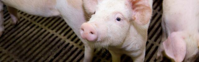 Ферма Ekseko сокращает четверть сотрудников из-за африканской чумы свиней