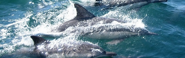 У побережья Таллинна замечены дельфины из Атлантического океана