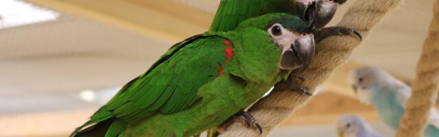 В Старом городе открылась попугайня без клеток — пернатые резвятся вместе с посетителями