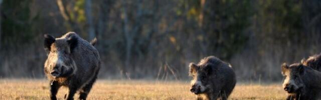 Эксперт: Эстония стоит на пороге новой эпидемии АЧС