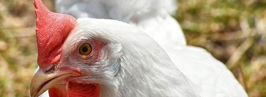 В Ляэне-Вирумаа обнаружен птичий грипп