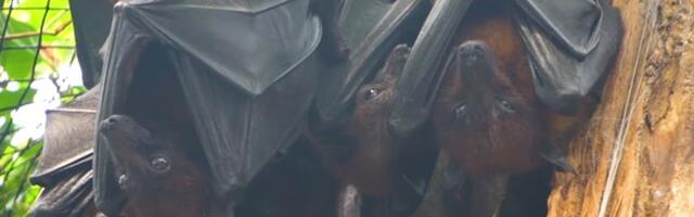 ВИДЕО | Летающие собаки? В Таллиннском зоопарке поселились особо редкие существа