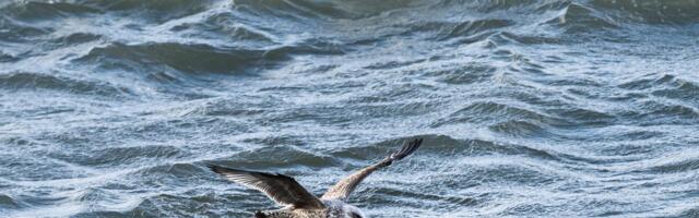 Чудесное спасение: в Тихом океане выжил моряк, который со своей собакой провел там три месяца