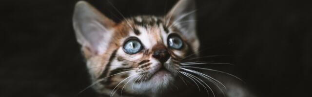 Таксист спас кошку, доехавшую из Выхма в Курессааре под капотом