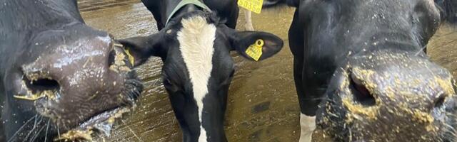 Цены на эстонское сливочное масло в магазинах скоро снизятся