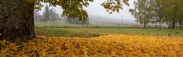 Осень даст о себе знать: на Эстонию надвигаются дожди