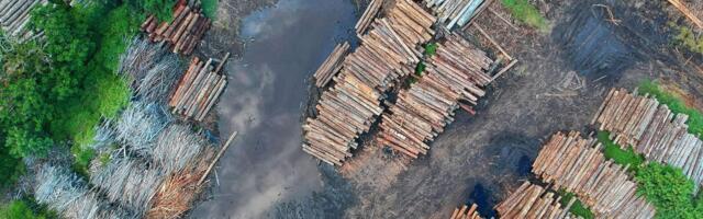 Предложение RMK: площадь рубок возобновления на 2026 год составит 8410 гектаров