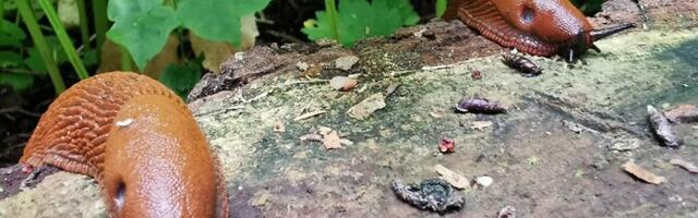 Испанские слизни распространились по всей Эстонии