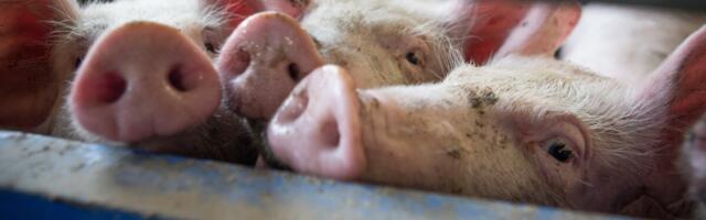 Департамент отложил забой животных на ферме Nurme