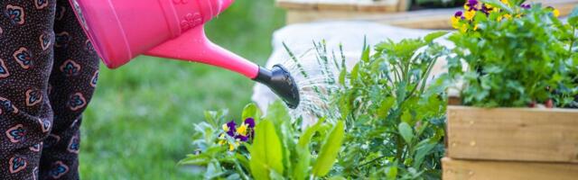 Таллинн снова поддержит городские сады и огороды