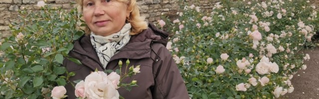 Конец октября: в Нарвском замке цветут розы   ГАЛЕРЕЯ