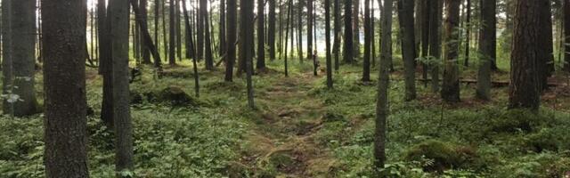 Минклимата отказалось от фиксации будущих объемов лесозаготовки