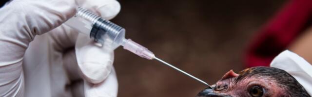 Впервые в Латвии у кур обнаружена болезнь Ньюкасла